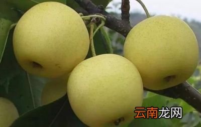 梨有什么营养呢