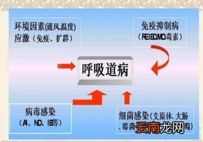 冬季肉鸡呼吸道疾病是怎么发生的
