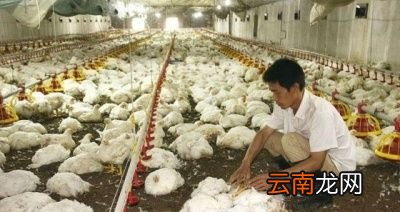 冬季肉鸡呼吸道疾病是怎么发生的