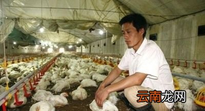 冬季肉鸡呼吸道疾病是怎么发生的