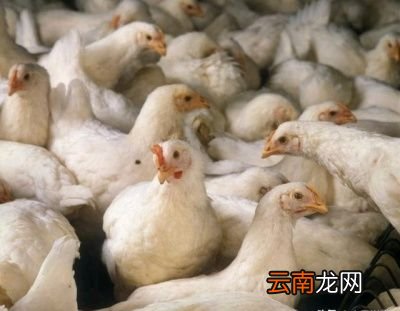 冬季肉鸡呼吸道疾病是怎么发生的