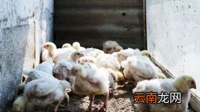 冬季肉鸡呼吸道疾病是怎么发生的