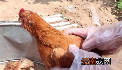 冬季肉鸡呼吸道疾病是怎么发生的