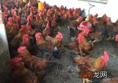 呼吸道疾病是怎样发生的如何防控和治疗