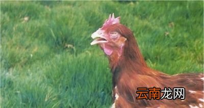 呼吸道疾病是怎样发生的如何防控和治疗