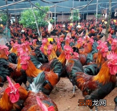 呼吸道疾病是怎样发生的如何防控和治疗