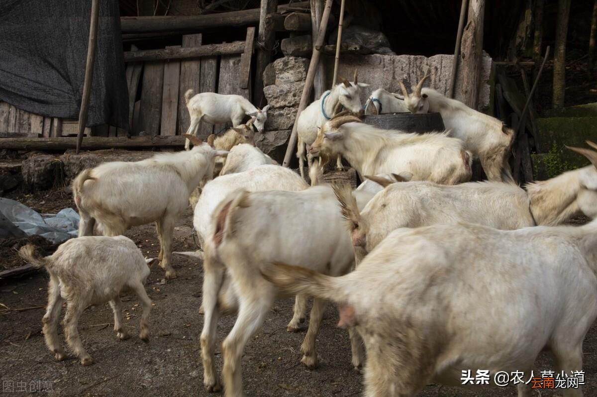 在农村搞什么养殖场赚钱 在农村养殖什么赚钱