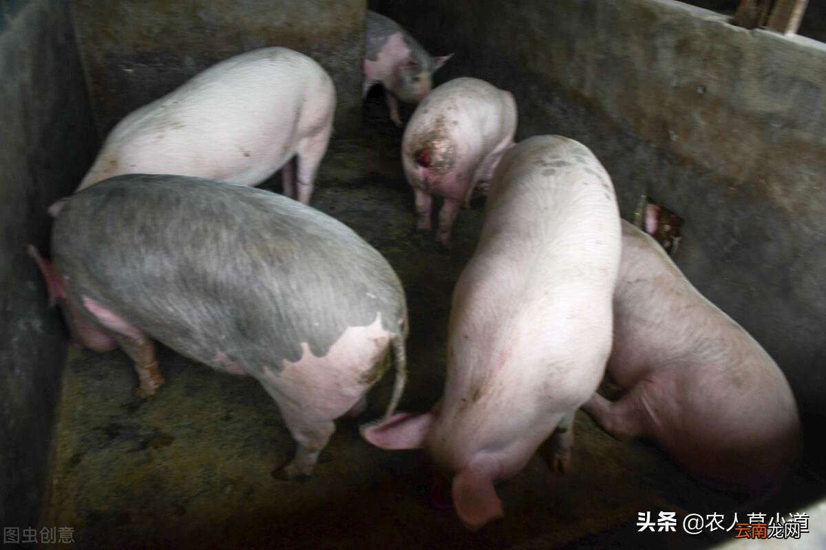 在农村搞什么养殖场赚钱 在农村养殖什么赚钱
