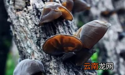 黑木耳可以搭配哪些蔬菜