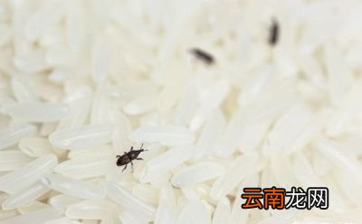 有了米虫怎么办