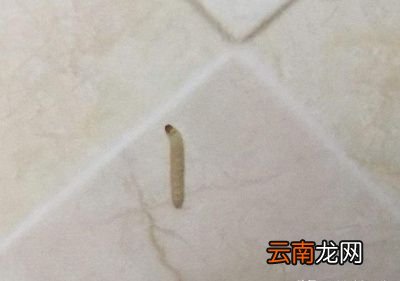 大米等谷物为什么会起米虫