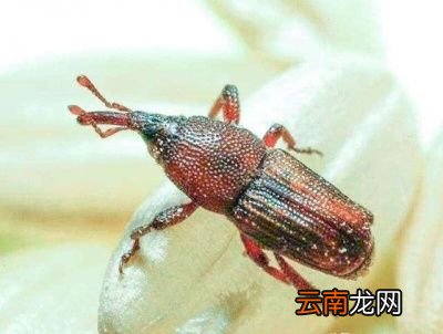 大米等谷物为什么会起米虫