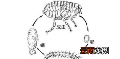 大米等谷物为什么会起米虫