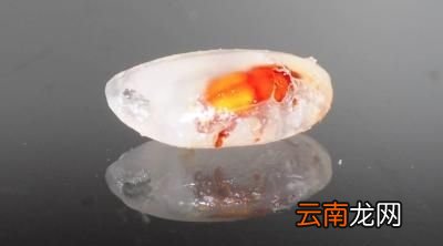 大米等谷物为什么会起米虫
