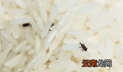 出现米虫的大米还能吃吗