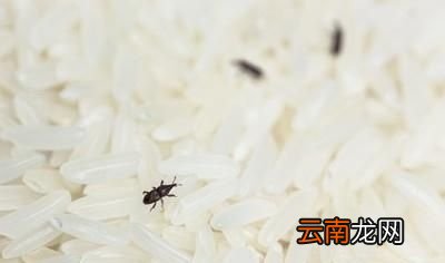出现米虫的大米还能吃吗