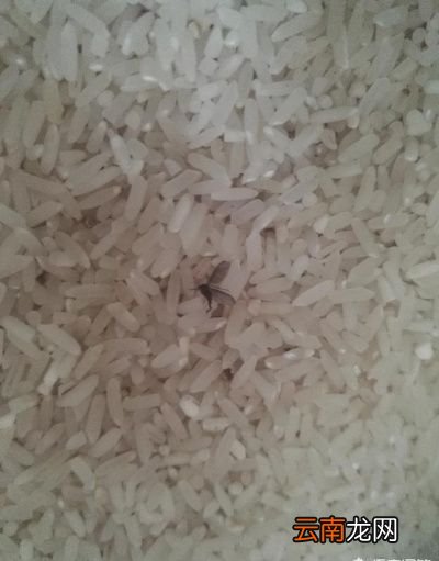 存放较久的大米出现米虫还能不能吃