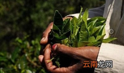 为什么茶叶是碱性食品而茶水却是酸性