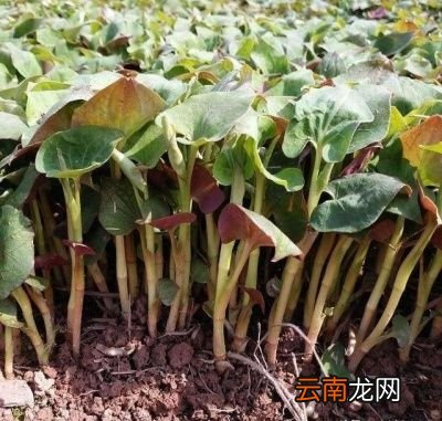 鱼腥草的生长特性有哪些