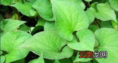 田间管理注意事项