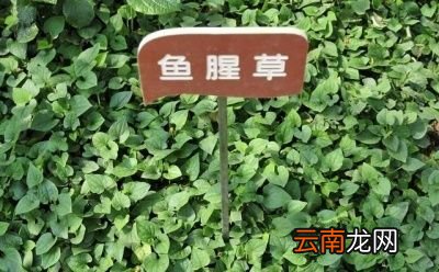我们在种植鱼腥草的过程中怎么管理