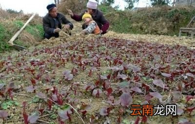 我们在种植鱼腥草的过程中怎么管理