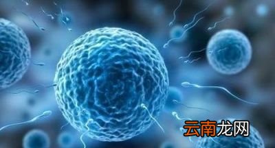 排卵期的女性会有什么症状