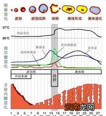 排卵期有啥子症状呢