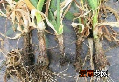 大蒜茎杆软是什么原因