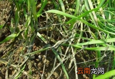 大蒜茎杆软是什么原因