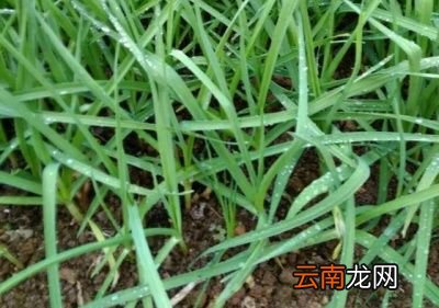 大蒜茎杆软是什么原因