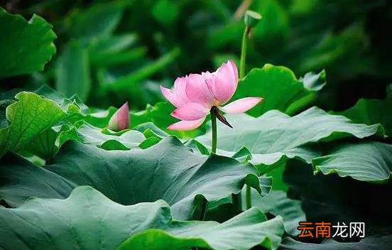 哪天入三伏2022 什么时候进入三伏天2022年