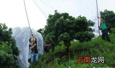 杨梅里的白色小虫是什么