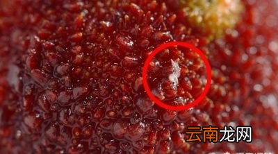 杨梅里的白色小虫是什么