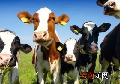 黄油你为什么这么黄