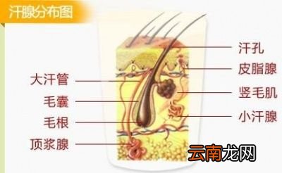 为什么有些人会有体臭有些人没有呢