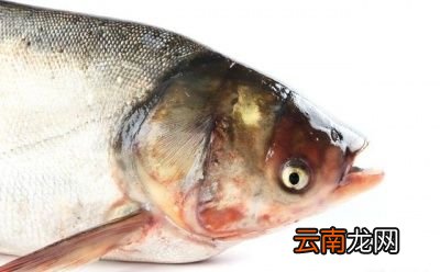 做剁椒鱼头用什么鱼好为什么