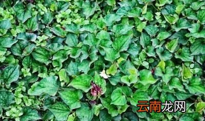 怎样种植鱼腥草呢