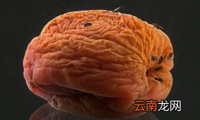 这些小飞虫是什么呢是怎么出现的呢