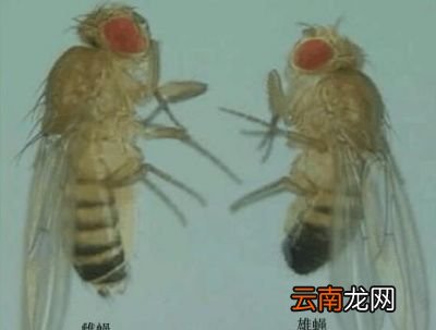 这些小飞虫是什么呢是怎么出现的呢