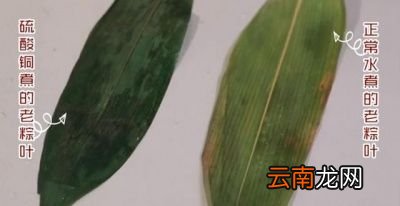 为什么煮好的粽子放冰箱会“反生”