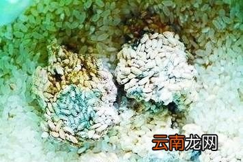 保存粮食选择原粮还是加工品
