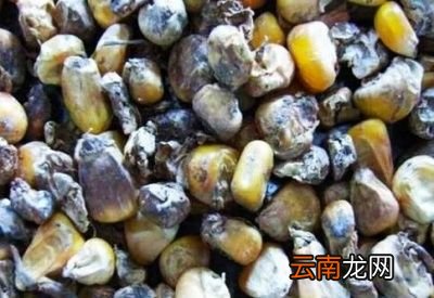 保存粮食选择原粮还是加工品