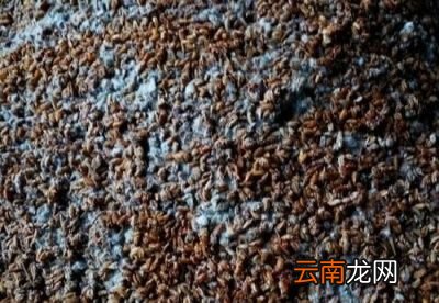 保存粮食选择原粮还是加工品