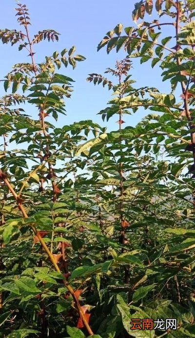 花椒种子怎么育苗
