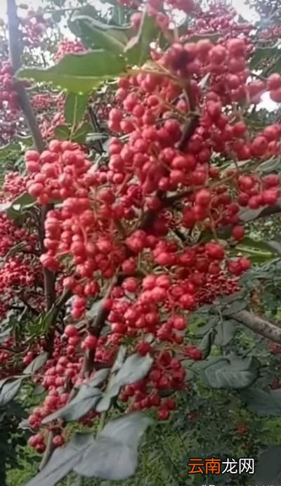 花椒种子怎么育苗