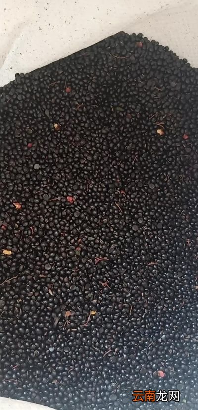 花椒种子怎么育苗