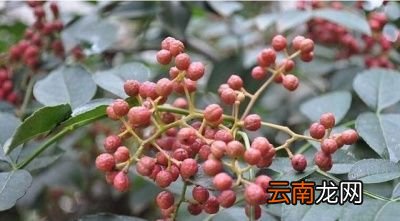 秋播花椒技术要领