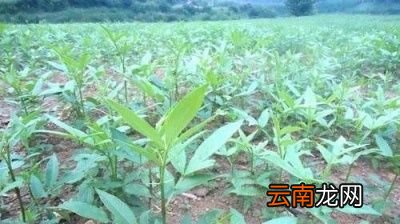 花椒种子要如何育苗