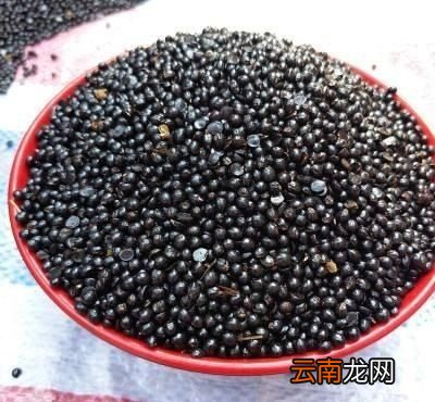 花椒种子要如何育苗
